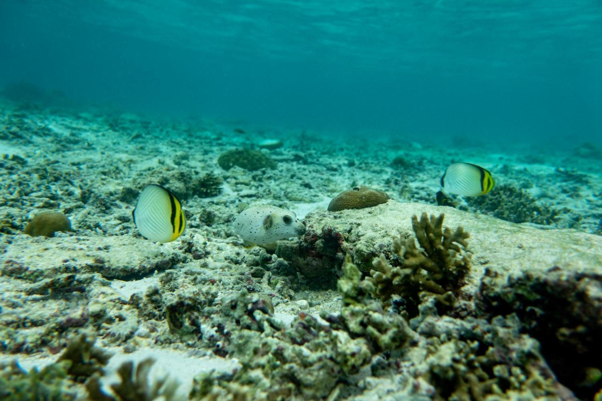 Ira Bungalows Pulau Banyak Alaban Εξωτερικό φωτογραφία